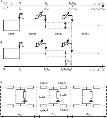 Microgeometrical dendritic factors predict electrical decoupling between somatic and dendritic compartments in magnocellular neurosecretory neurons